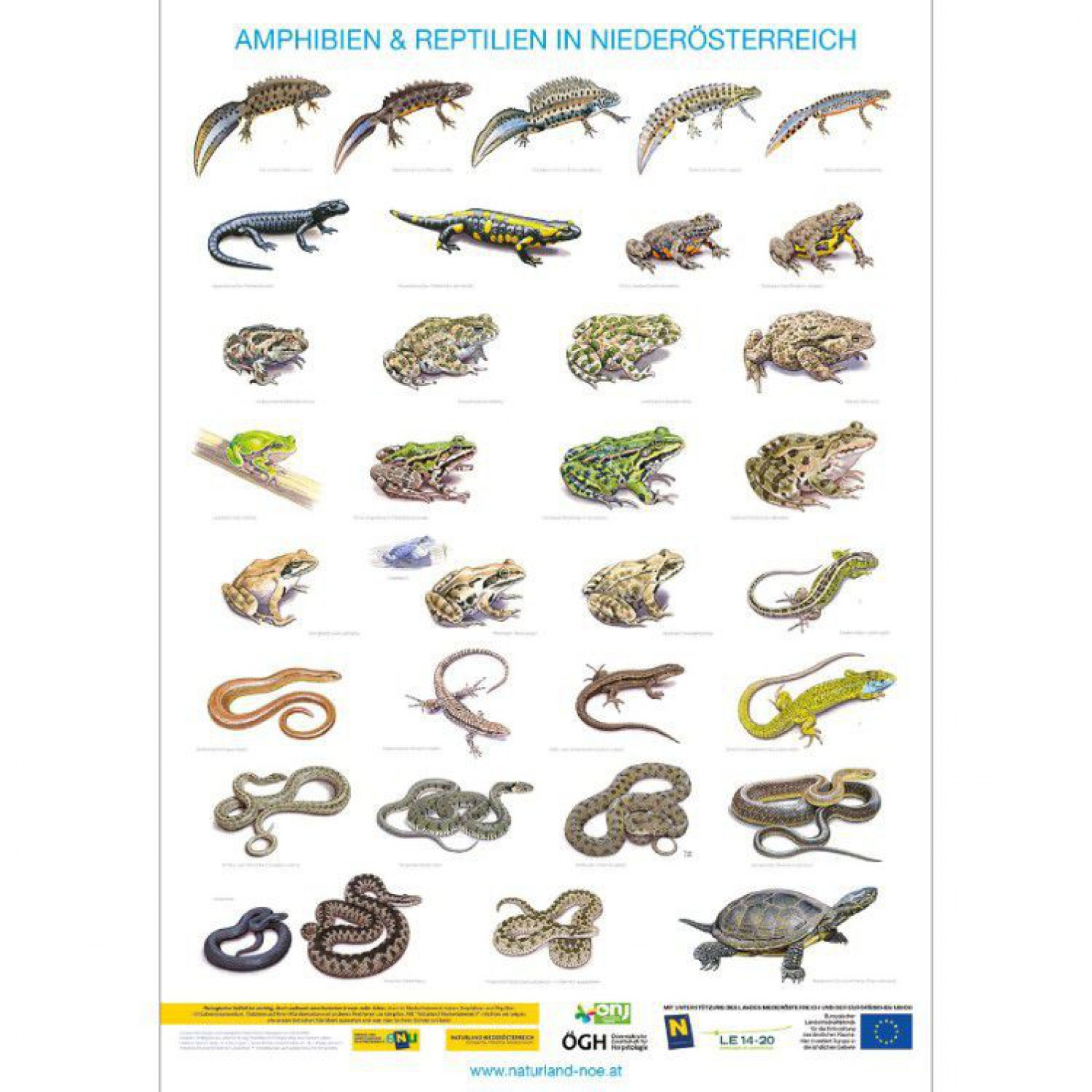 Amphibien Und Reptilien In Thüringen: Der Vollständige Atlas Amphibien Und Reptilien In Thüringen: Der Vollständige Atlas