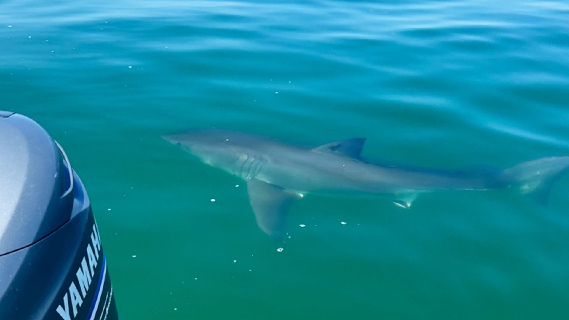 Israeli Beach: Years Of Shark Sightings Culminate In Tragedy Israeli Beach: Years Of Shark Sightings Culminate In Tragedy