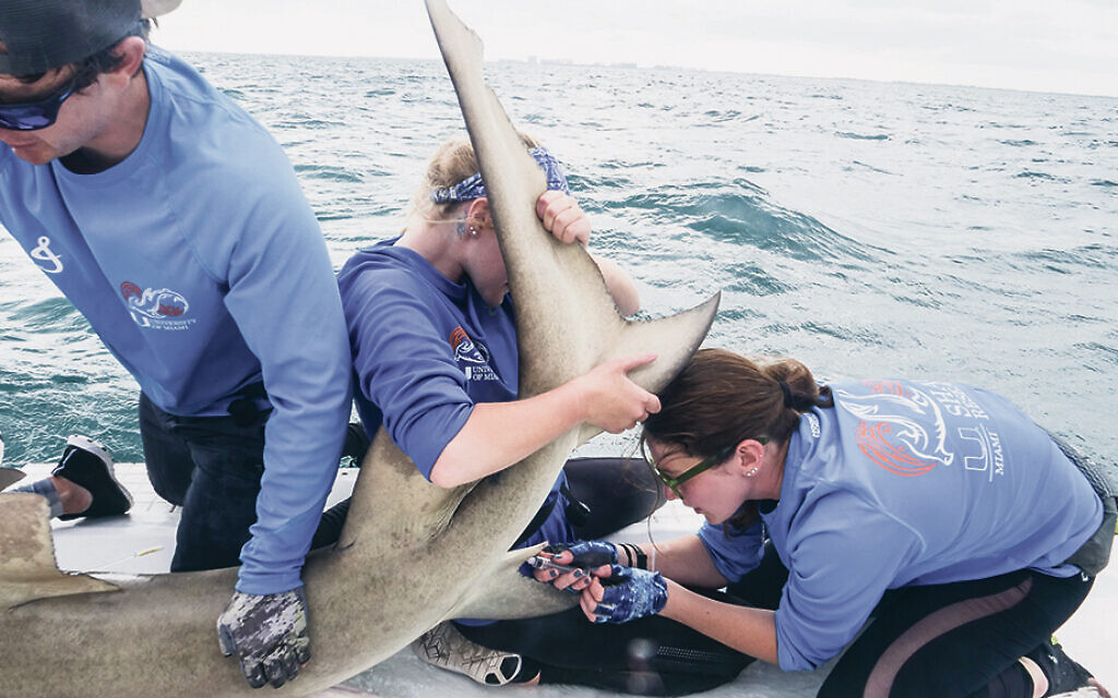 Sharks, Missing Swimmer, And A Body Found On Israeli Beach Sharks, Missing Swimmer, And A Body Found On Israeli Beach