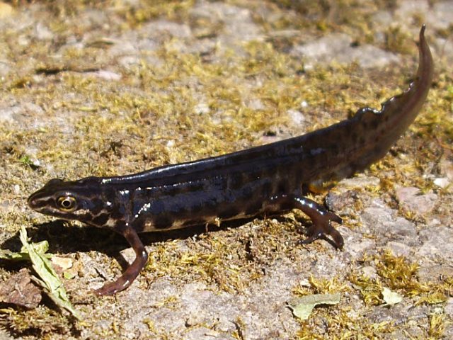 Thüringens Reptilien Und Amphibien: Der Neue Atlas Thüringens Reptilien Und Amphibien: Der Neue Atlas